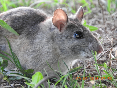 White-throated Woodrat