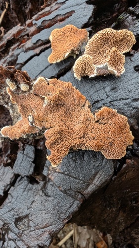 Trichaptum byssogenum