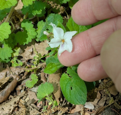 Image of Viola keiskei by (c) mami_t_t, some rights reserved (CC BY)
