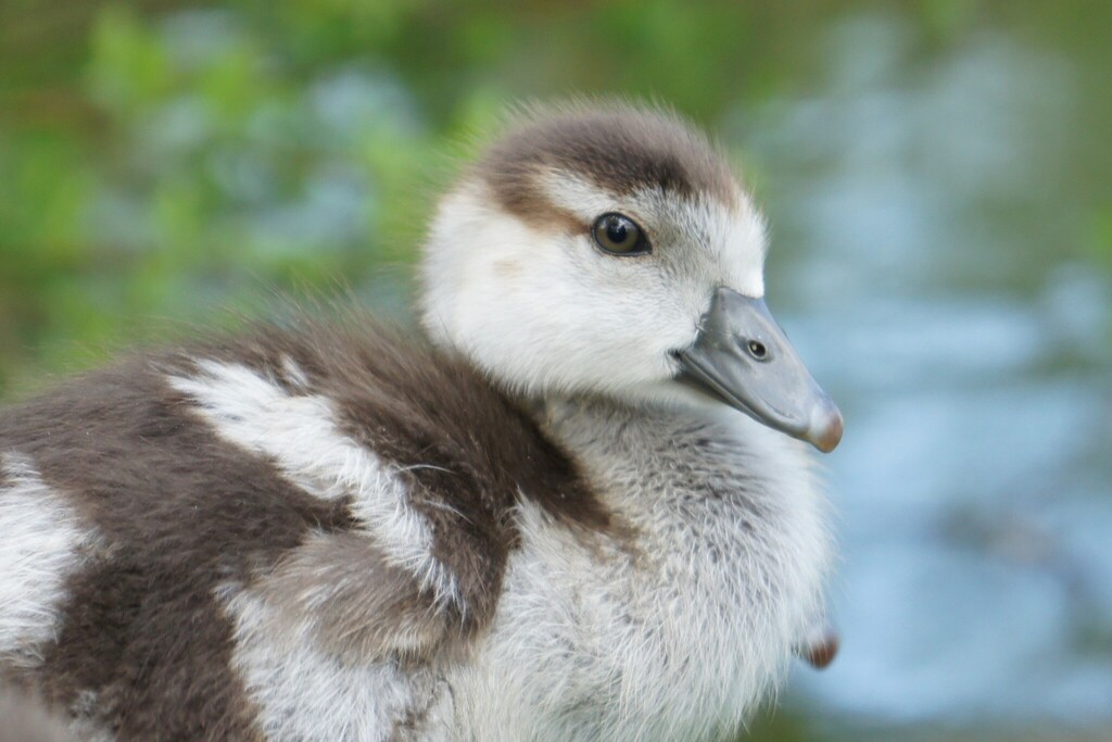 Foto de Egyptian Goose