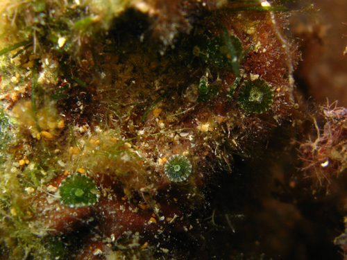 Parvocaulis parvulus