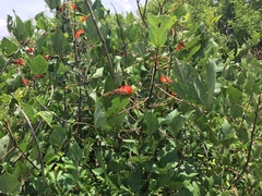 Erythrina breviflora
