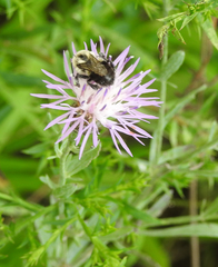 Centaurea stoebe australis