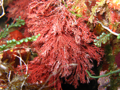 Sphaerococcus coronopifolius