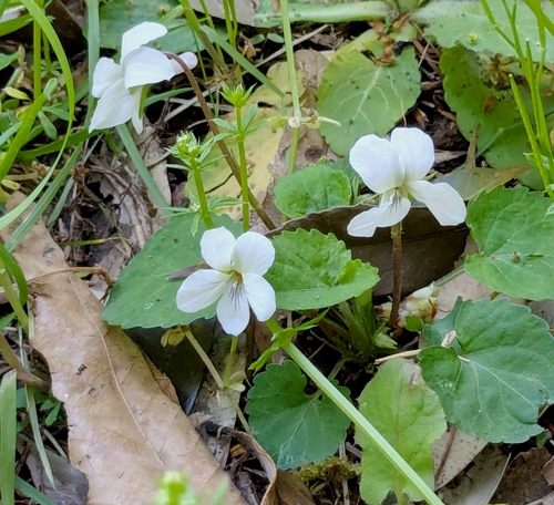 Image of Viola keiskei by (c) mami_t_t, some rights reserved (CC BY)