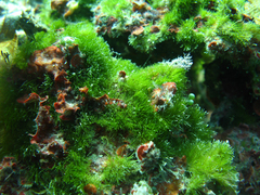 Pseudochlorodesmis furcellata