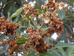 Cossinia pinnata