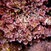 Coralline Red Algae - Photo (c) frahome, some rights reserved (CC BY-NC), uploaded by frahome