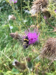 Bombus