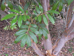 Cossinia pinnata