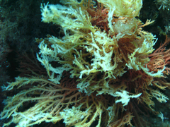 Sphaerococcus coronopifolius