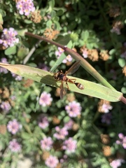 Physocephala marginata