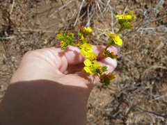 Deinandra fasciculata