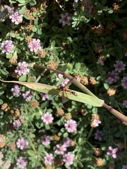 Physocephala marginata