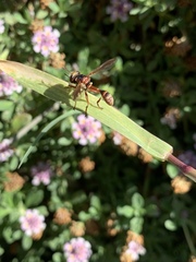 Physocephala marginata