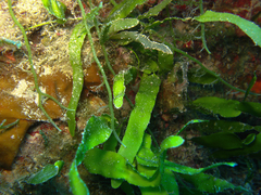 Caulerpa prolifera