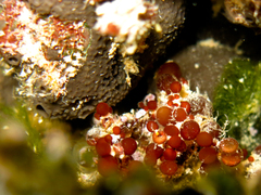 Botryocladia botryoides