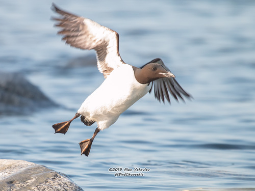 Thick-billed Murre