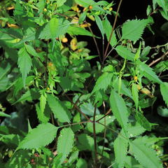 Bidens discoidea