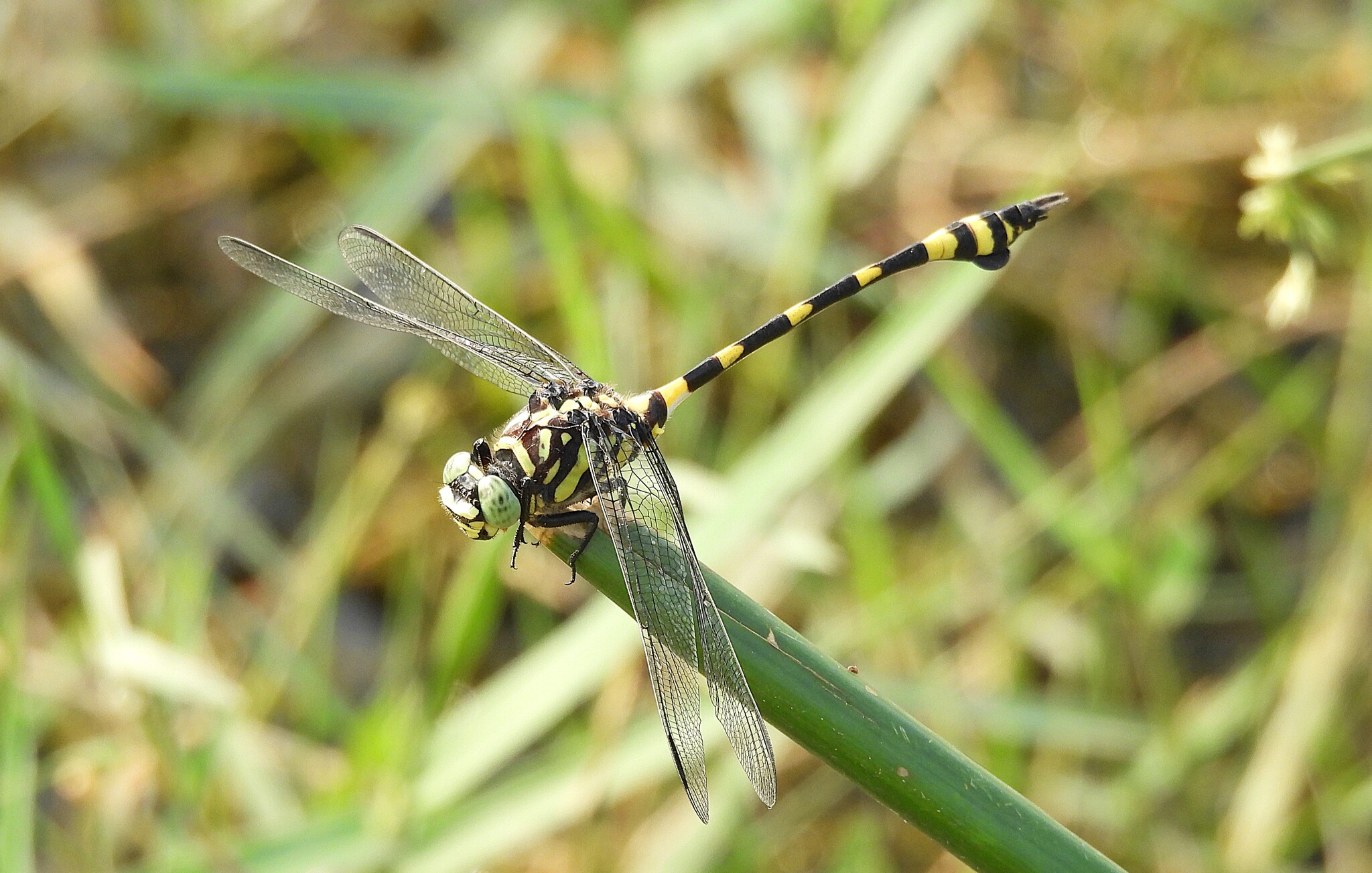 Indian Common Clubtail (Ictinogomphus rapax) · iNaturalist