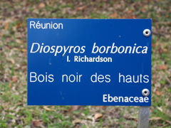 Diospyros borbonica