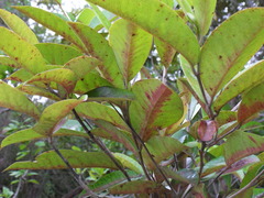 Diospyros borbonica