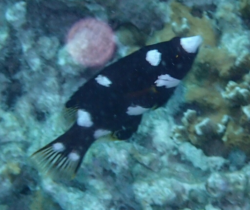 Axilspot hogfish