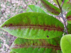 Diospyros borbonica