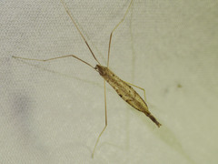 Conosia irrorata