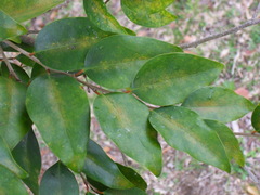 Securinega durissima