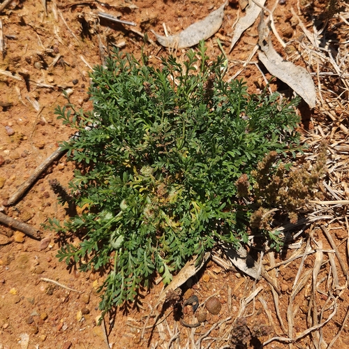 Image of Soliva stolonifera by (c) jaimshae, some rights reserved (CC BY)
