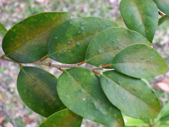 Securinega durissima