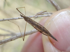 Conosia irrorata