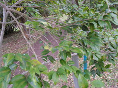 Securinega durissima