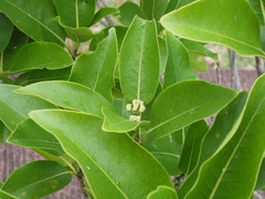 Coptosperma borbonicum