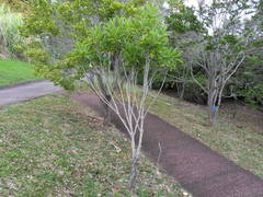 Coptosperma borbonicum