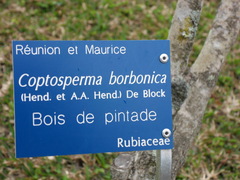 Coptosperma borbonicum