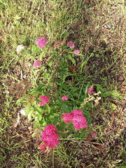 Spiraea japonica