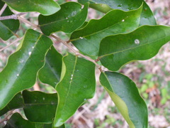 Securinega durissima