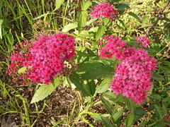 Spiraea japonica