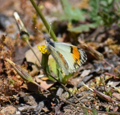 Anthocharis sara sara