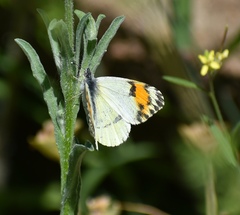 Anthocharis sara sara