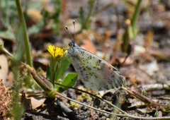 Anthocharis sara sara