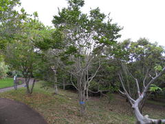 Securinega durissima