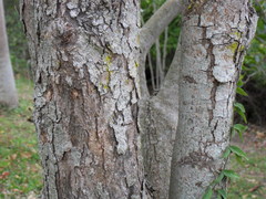 Securinega durissima