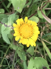 Grindelia inuloides
