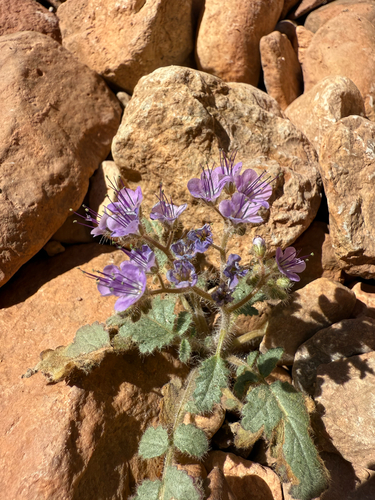 rock phacelia (Phacelia petrosa)