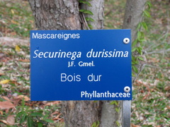 Securinega durissima