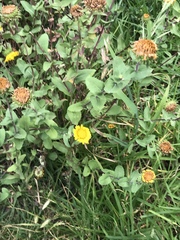 Grindelia inuloides