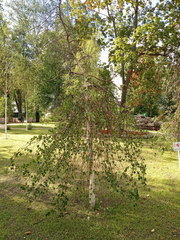 Betula pendula